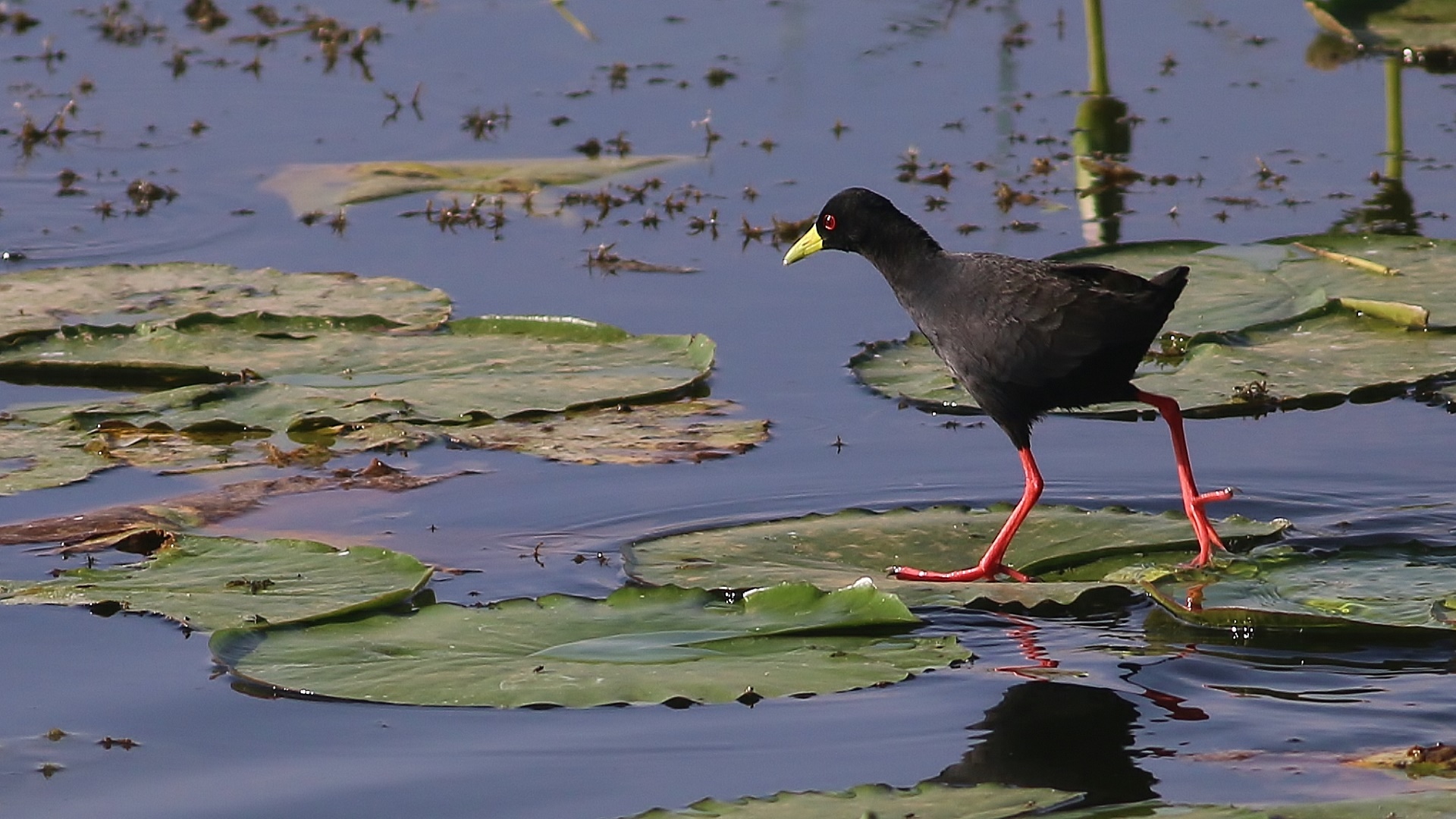 Eurasian Moorhen